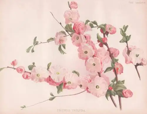 Prunus triloba - Mandelbäumchen flowering plum / China / flower Blume flowers Blumen / Pflanze Planzen plant