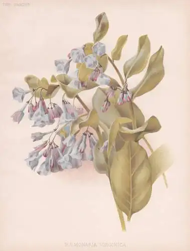 Pulmonaria virginica - Lungenkraut lungwort / flower Blume flowers Blumen / Pflanze Planzen plant plants / bot