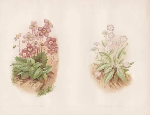 Ramondia pyrenaica - Omphalodes luciliae - Pyrenean-violet Pyrenäen-Felsenteller / Asia Minor / flower Blume