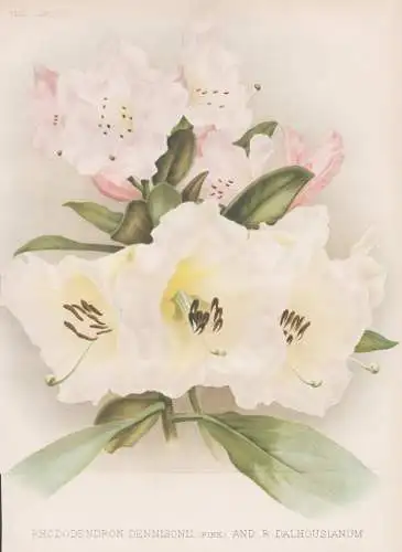 Rhododendron dennisonii (pink) and R. Dalhousianum - Rhododendren / flower Blume flowers Blumen / Pflanze Plan