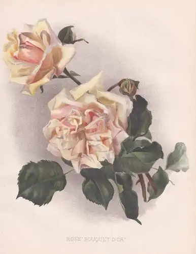 Rose 'Boquet d'Or' - Rose Rosen roses Rosa / flowers Blumen flower Blume / botanical Botanik Botany / Pflanze