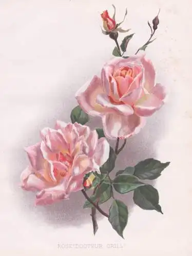 Rose 'Docteur Grill' - Rose Rosen roses Rosa / flowers Blumen flower Blume / botanical Botanik Botany / Pflanz