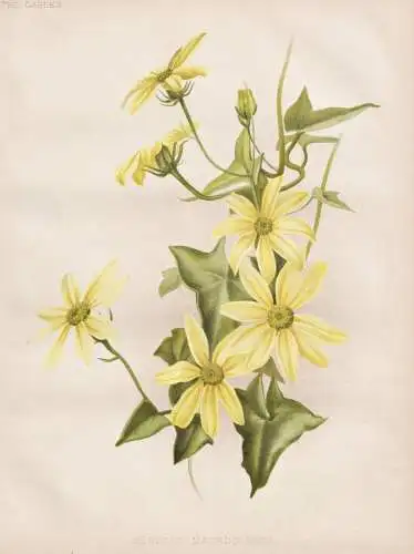 Senecio Macroglossa - Natal ivy / Southern Africa / flowers Blumen flower Blume / botanical Botanik Botany / P