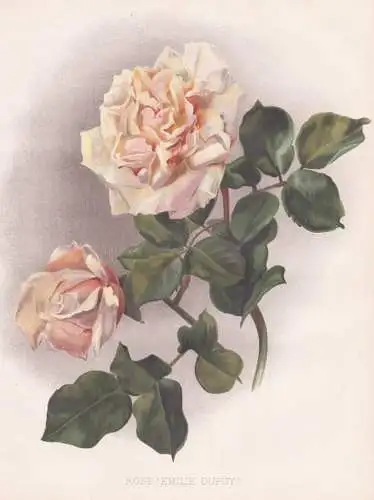 Rose 'Emilie Dupuy' - Rose Rosen roses Rosa / flowers Blumen flower Blume / botanical Botanik Botany / Pflanze