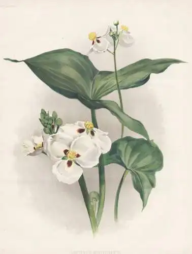 Sagittaria montevidensis - South America Südamerika / flower Blume flowers Blumen / Pflanze Planzen plant pla