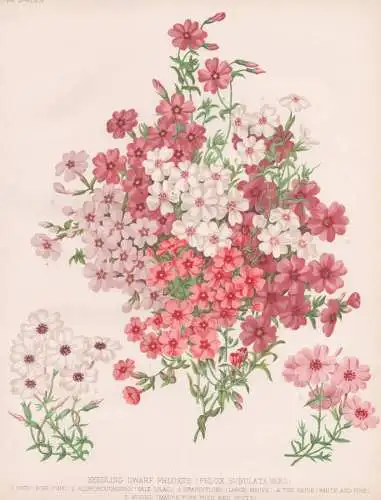 Seedling Dwarf Phloxes (Phlox Subulata Vars) - Phlox Flammenblumen / flowers Blumen flower Blume / botanical B