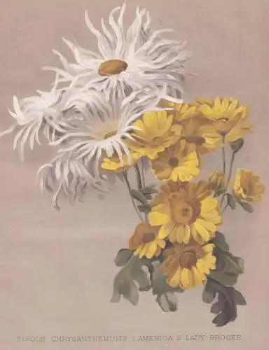 Single Chrysanthemums. 1. America . 2. Lady Brooke - Chrysanthemen chrysanths mums / flowers Blumen flower Blu