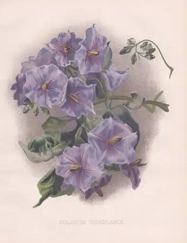 Solanum Wendlandi - Nachtschatten nightshade / flowers Blumen flower Blume / botanical Botanik Botany / Pflanz