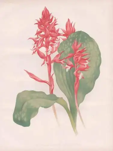 Stenorhynchus Speciosum - orchid Orchidee / Mexico Mexiko / flowers Blumen flower Blume / botanical Botanik Bo