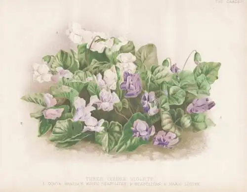 Three double violets. - Comte brazza's white Neapolitan - Marie Louise - Veilchen Violen Hornveilchen horned p