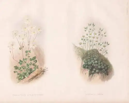 Thalictrum anemonoides - Saxifraga caesia - Wiesenraute Meadow-rue / Steinbrech rockfoils / North America Nord