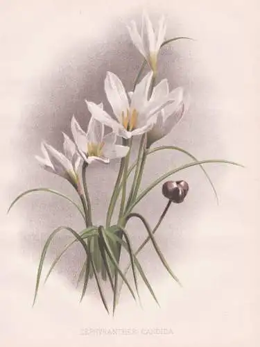Zephyranthes Candida - Zephyrlilien fairy lily rainflower Zephirblumen / flowers Blumen flower Blume / botanic