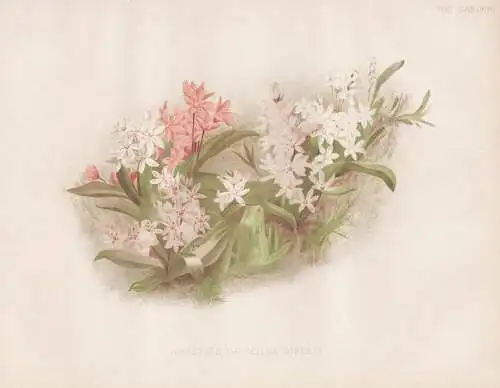Varieties of Scilla bifolia - alpine squill Zweiblättriger Blaustern / flower Blume flowers Blumen / Pflanze