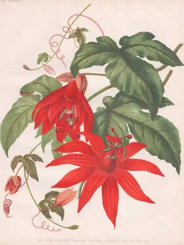 The Vine-Leaved Passion-Flower (Passiflora Vitifolia) - Passionsblume / flowers Blumen flower Blume / botanica