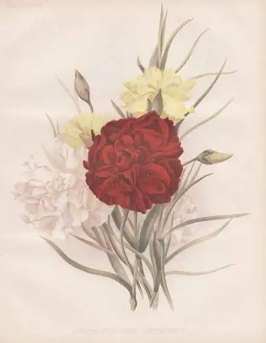 Three new tree Carnations - Nelke carnation clove pink Nelken / flowers Blumen flower Blume / botanical Botani