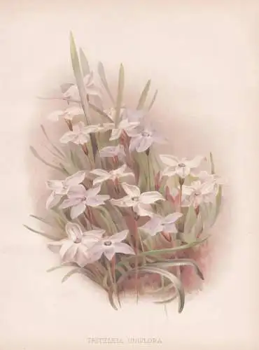 Triteleia uniflora - springstar Frühlingsstern / Argentinien Argentina South America Südamerika / flower Blu