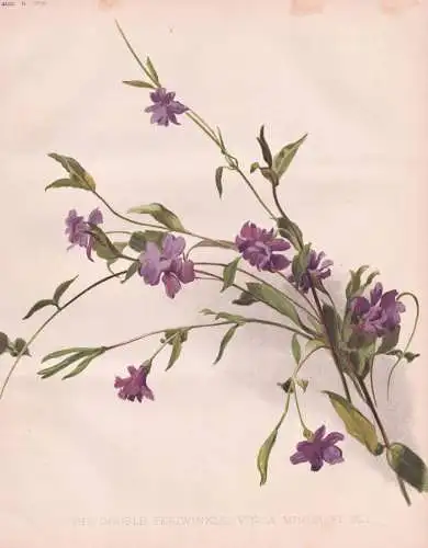 The Double Periwinkle (Vinca Minor Fl.  - Immergrün myrtle / flowers Blumen flower Blume / botanical Botanik