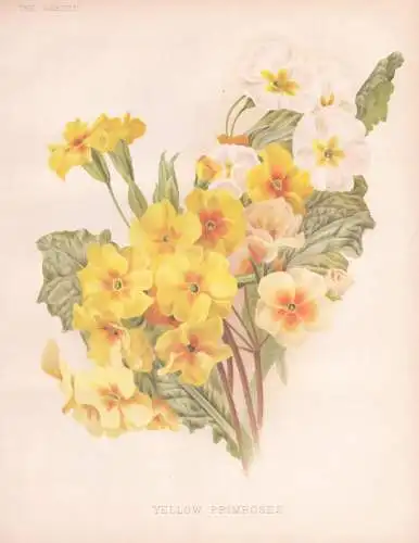 Yellow Primrose - Primula Primel / flower Blume flowers Blumen / Pflanze Planzen plant plants / botanical Bota