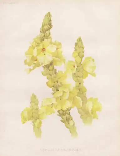 Verbascum Phlomoides - Königskerze / flower Blume flowers Blumen / Pflanze Planzen plant plants / botanical B