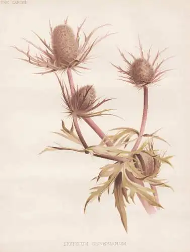 Eryngium oliverianum - Mannstreu Edeldistel Distel thistle eryngo sea holly / flower Blume flowers Blumen / Pf