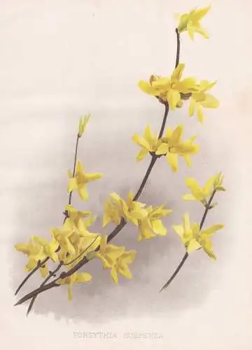 Forsythia Suspensa - Forsythie / Japan China / flowers Blumen flower Blume / botanical Botanik Botany / Pflanz