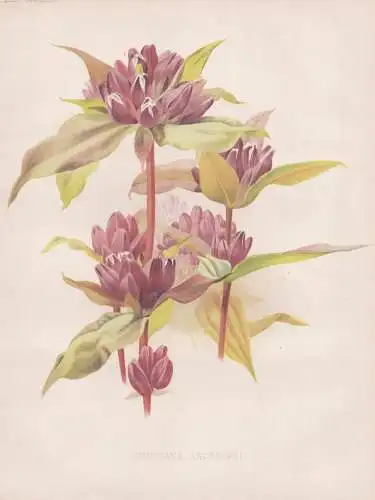 Gentiana andrewsi - America Amerika Canada Kanada / Enzian gentian / flower Blume flowers Blumen / Pflanze Pla