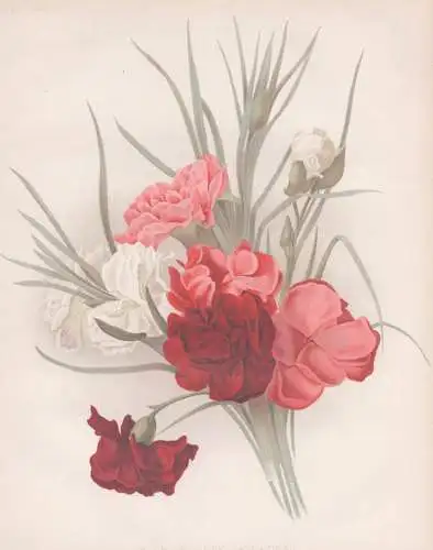 Group of clove Carnations - Dianthus Nelke carnation Nelken / flower Blume flowers Blumen / Pflanze Planzen pl