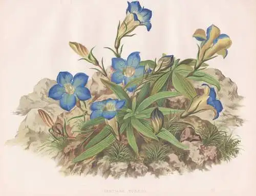 Gentiana Kurroo - Himalaya-Enzian Kies-Enzian Indian gentian Himalayan gentian / flowers Blumen flower Blume /