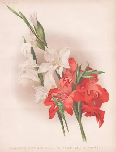 Gladiolus colvillei alba (the bride) and G. cardinalis - Zwerg-Gladiolie Gladiolen Schwertblume sword lily / f