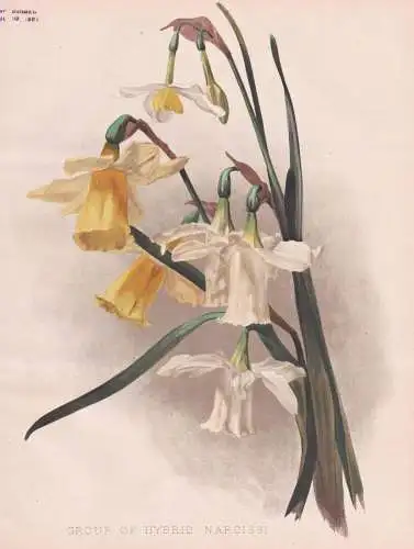 Group of Narcissi - Narzissen Narcissus daffodil jonquil / flowers Blumen flower Blume / botanical Botanik Bot