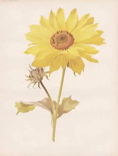 Helianthus multiflorus major - Sonnenblume sunflower / flower Blume flowers Blumen / Pflanze Planzen plant pla