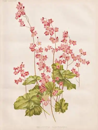Heuchera Sanguinea - coral bells / Arizona New Mexico America / flowers Blumen flower Blume / botanical Botani