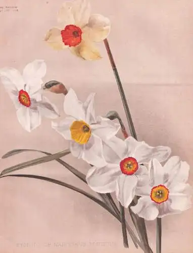 Hybrids of Narcissus Poeticus - Narzissen Narcissus daffodil jonquil / flowers Blumen flower Blume / botanical