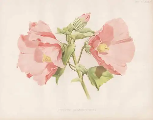 Hibiscus grandiflorus - Hibiskus Eibisch hibiscus / flower Blume flowers Blumen / Pflanze Planzen plant plants