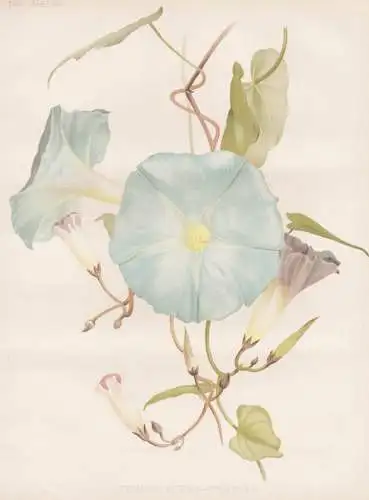 Ipomoea Rubro Coerulea - Mexico Mexiko / Prachtwinde Winden bindweed / flower Blume flowers Blumen / Pflanze P