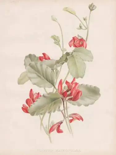 Kennedya marryattiana - Kennedie / Australia Australien / flower Blume flowers Blumen / Pflanze Planzen plant