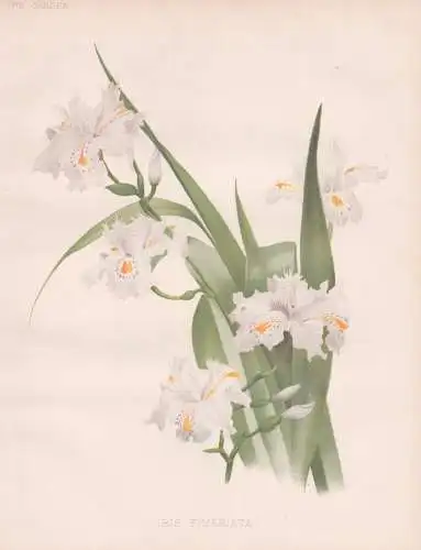Iris fimbriata - Schwertlilie / flower Blume flowers Blumen / Pflanze Planzen plant plants / botanical Botanik