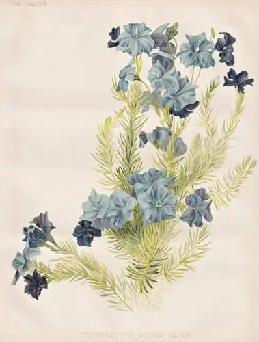 Leschenaultia Biloba Major - blue leschenaultia / Australia Australien / flowers Blumen flower Blume / botanic