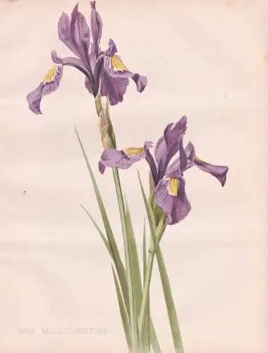 Iris Missouriensis - Rocky-Mountain-Schwertlilie Missouri flag western blue flag / flowers Blumen flower Blume