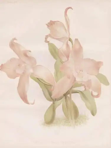 Laelia Autumnalis Venusta - orchid Orchidee / flowers Blumen flower Blume / botanical Botanik Botany / Pflanze