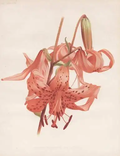 Lilium tigrinum splendens - Lilium lancifolium Tiger-Lilie / China Japan / flower Blume flowers Blumen / Pflan