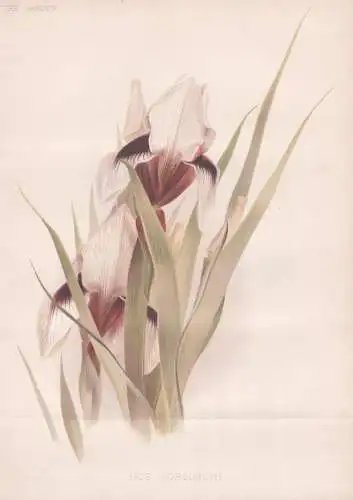 Iris korolkowi - Schwertlilie / flower Blume flowers Blumen / Pflanze Planzen plant plants / botanical Botanik