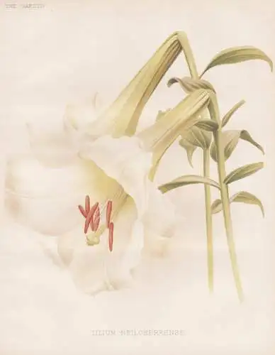 Lilium neilgherrense - India Indien / lily Lilie / flower Blume flowers Blumen / Pflanze Planzen plant plants