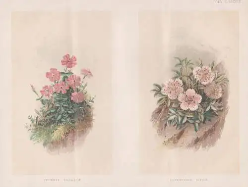 Lychnis Lagascae / Potentilla Nitida - Nelke carnation Fingerkraut cinquefoil / flowers Blumen flower Blume /