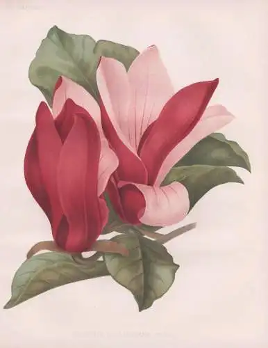 Magnolia Soulangeana Nigra - Magnolie Magnolien magnolias / flowers Blumen flower Blume / botanical Botanik Bo