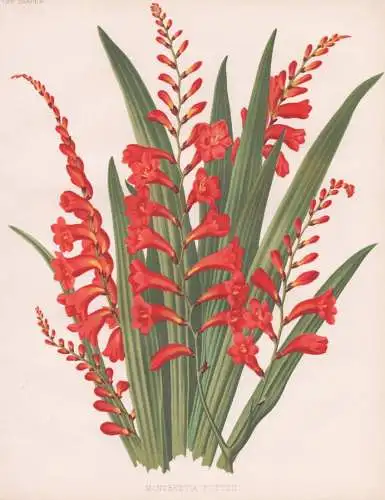 Montbretia Pottsii -  Crocosmia Garten-Montbretie / flowers Blumen flower Blume / botanical Botanik Botany / P