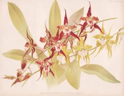 Odontoglossum cordatum - Orchidee orchid / South America Südamerika / flower Blume flowers Blumen / Pflanze P