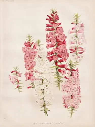New Varieties of Epacris - Australia Australien / flowers Blumen flower Blume / botanical Botanik Botany / Pfl