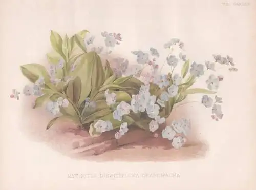 Myosotis dissitiflora grandiflora - Kaukasus Caucasus / Vergissmeinnicht / flower Blume flowers Blumen / Pflan