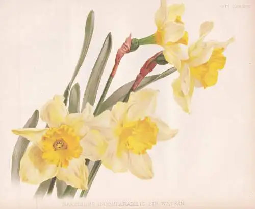Narcissus incomparabilis sir Watkin - daffodil Narzisse Narzissen / flower Blume flowers Blumen / Pflanze Plan